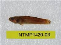藏品(泰加拉鯔鰕虎魚)的圖片
